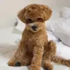 Angela Z - @angela.zhang894 - TikTok