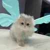 Angela_Zhang - @angela_zhang - TikTok
