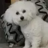 Angel L Belanger - @angel.l.belanger - TikTok