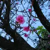 Angelica mathis - @angelica.mathis5 - TikTok