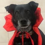 Angelik Martinez - @angelica.vet107 - Instagram