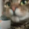 Likus_Oreo - @angelikaballa55 - TikTok