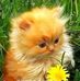 Angelika Gross - Facebook