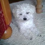 Angelika Jansen - @angelikajansen1958 - Instagram