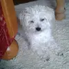 angelikajansen - @angelikajansen - TikTok