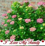 Angelika Klinger - Facebook