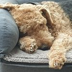 Angelika Spitzer-Klinger - @bullybullytor - Instagram
