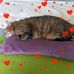 Angelika Kohlmaier - Facebook