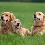 Angelika Lang - @wiley_retriever - Instagram