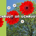 Angelika Meier - @chruutunuchruut - Instagram