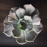 Angelina & Everett - @stlsucculentsource - Instagram