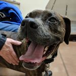Angelina Fuller - @rocky_is_a_cute_doggo - Instagram