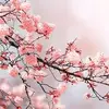 angelinagrace - @angelinagrace2233 - TikTok