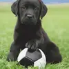 angelinagraf18 - @angelinacoolbasket - TikTok