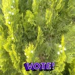 Angelina Grass - Facebook