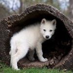 Angelina Greco - @angel_loves_wolves_ - Instagram