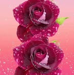 Angelina Grimaldi - Facebook