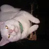 Angeline Carpenter - @angeline.carpente - TikTok