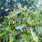 Angeline Chong Cheah Lee - @angelinechong81 - Instagram