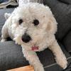 Angeline Evans - @angeline.evans1 - TikTok