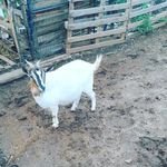 Angelo Adduci - @adduci987 - Instagram