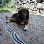 Angelo Alessi - Facebook