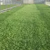 Angelo Alessi - @angelo.alessi6 - TikTok