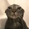 Angelo Alvaro - @angelo.alvaro1 - TikTok