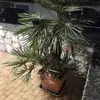Angelo Ancona - @angelo.ancona - TikTok