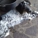 Angelo Anelli - @angelo.anelli.1232 - Instagram