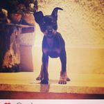 angelo argento - @angeloargento - Instagram
