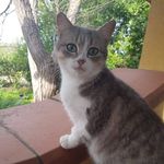Angelo Argento - @argento886 - Instagram
