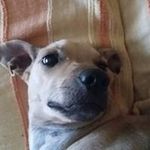 Angelo Barbieri - @angelo.barbieri.5011 - Instagram