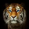angelo cimino - @angelo0770 - TikTok