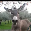 @angelo_delucia19 - TikTok