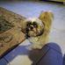 Angelo Gallina - Facebook