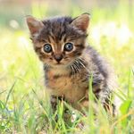 angelo gallina - @angelogallina789 - Instagram