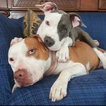 Angelo Gallinaro - @angelogallinaro56 - Instagram