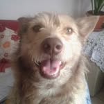 Angelo Gamba - @gamba.angelo - Instagram
