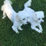 Angelo Grossi - @angelo.grossi.146 - Instagram