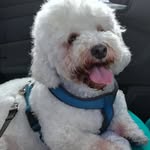 Angelo Luzzi - @angelo.luzzi.524 - Instagram