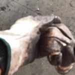 Angelo Macri - @macri_angelo - Instagram
