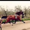 angelo__ - @angelo_niro99 - TikTok