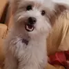 Angelo Signorelli - @angelo.signorelli0 - TikTok