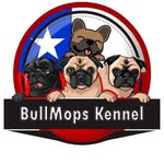 Angelo Esteban Serrano Orellana - @bullmops_kennel - Instagram