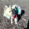 angelosborne38 - @angelosborne38 - TikTok