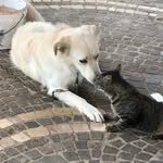 Angelo Pagliuca - @angelo.pagliuca.72 - Instagram