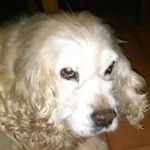 Angelo Paolini - @paolini.angelo - Instagram