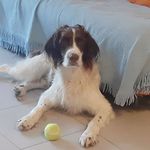 Angelo Paolini - @paolini8645 - Instagram