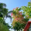 gojo568318 - @angelo_paras - TikTok